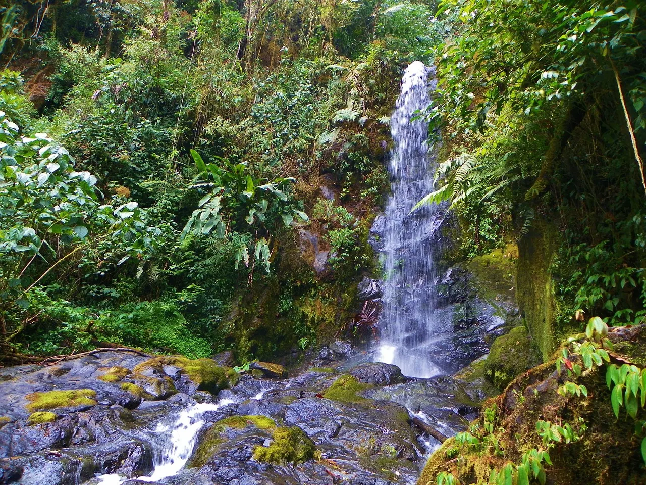 Waterval die tussen varens en bemoste rotsen omlaag stroomt in het regenwoud bij La Fortuna