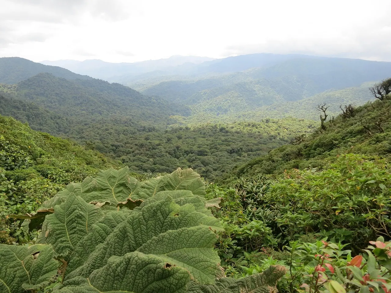 Uitzicht over beboste bergruggen en grote bladeren in het Monteverde Nevelwoud