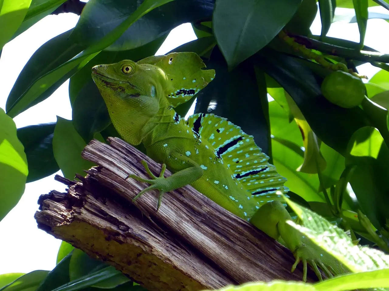 Groene basilisk op een tak tussen de bladeren in Cahuita National Park