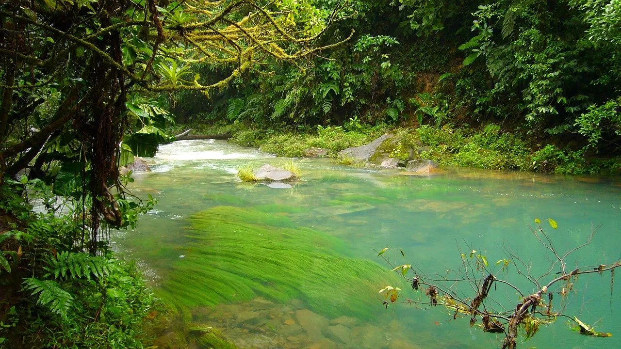 Turquoise water van de Río Celeste dat tussen regenwoud over stenen stroomt