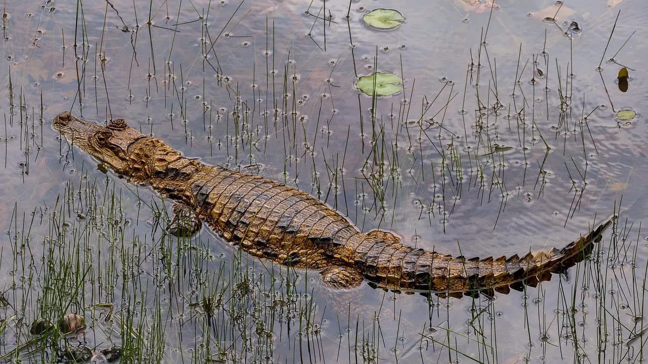 Krokodil die tussen waterplanten in ondiep water ligt, zoals onder de Tárcoles Crocodile Bridge