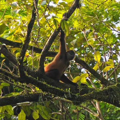 Rondreis Costa Rica, 16 dagen