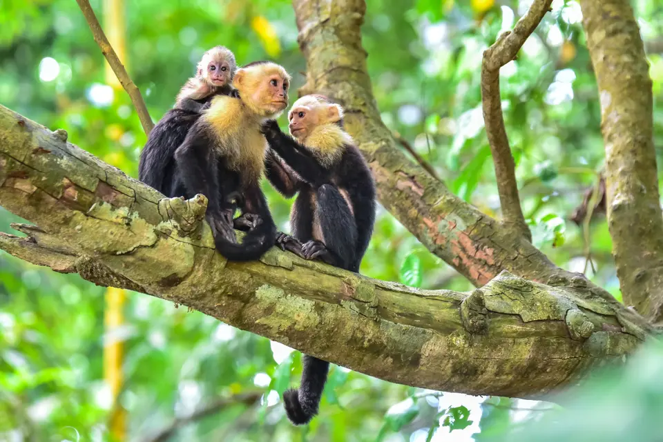 Familie groepsreis Boomslingeren in Costa Rica