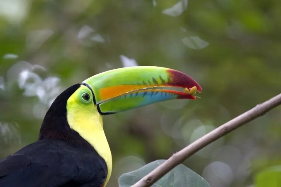 Groepsrondreis Costa Rica Hoogtepunten (16 dagen)